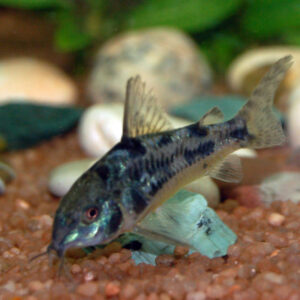 Corydoras Paleatus