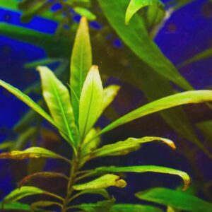 Hygrophila angustifolia