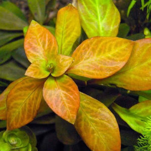 Ludwigia ovalis