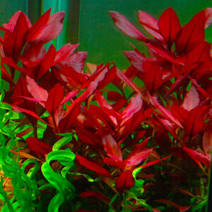 Ludwigia Red Rubin