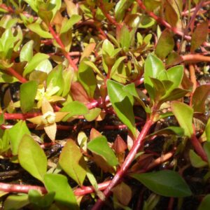 Ludwigia repens