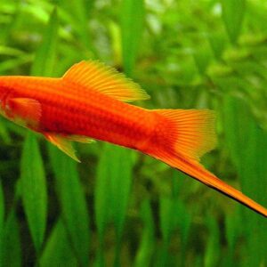 Pez espada (xiphophorus)