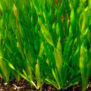 Vallisneria Spiralis