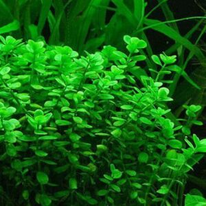 Bacopa monniere