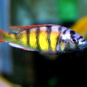 Ciclidos Haplochromis