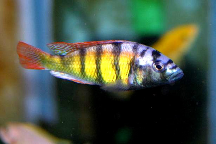 Ciclidos Haplochromis