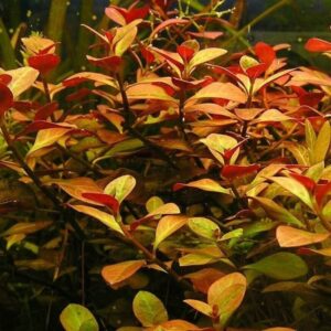 Ludwigia Atlantis