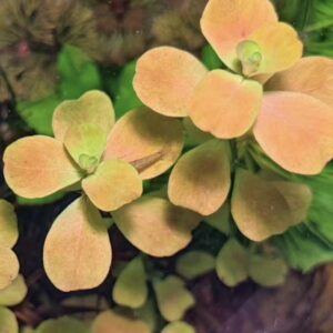 Ludwigia Mato Grosso