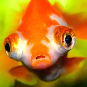 GoldFish Telescopico